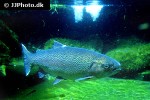 oncorhynchus mykiss oncorhynchus mykiss