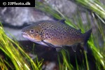 salmo trutta fario salmo trutta fario