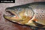 salmo trutta fario salmo trutta fario