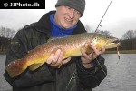 salmo trutta fario salmo trutta fario