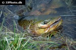 salmo trutta fario salmo trutta fario