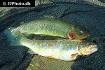 salmo trutta fario salmo trutta fario