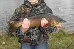 salmo trutta fario salmo trutta fario
