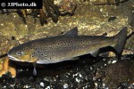 salmo trutta fario salmo trutta fario