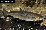 salmo trutta fario salmo trutta fario