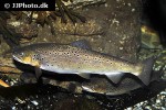 salmo trutta fario salmo trutta fario