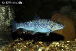 salmo trutta fario salmo trutta fario