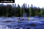 salmo trutta fario salmo trutta fario