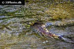 salmo trutta fario salmo trutta fario