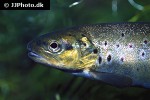salmo trutta fario salmo trutta fario
