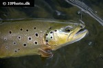 salmo trutta fario salmo trutta fario