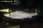 salmo trutta lacustris salmo trutta lacustris
