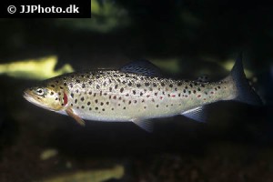 Trout