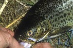 salmo trutta lacustris salmo trutta lacustris