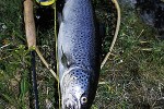 salmo trutta lacustris salmo trutta lacustris