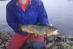salmo trutta lacustris salmo trutta lacustris