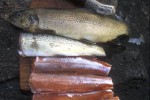 salmo trutta lacustris salmo trutta lacustris