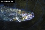 salmo trutta lacustris salmo trutta lacustris
