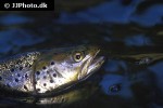 salmo trutta lacustris salmo trutta lacustris