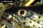 salmo trutta lacustris salmo trutta lacustris