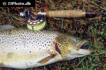 salmo trutta lacustris salmo trutta lacustris