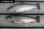salmo trutta lacustris salmo trutta lacustris
