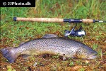 salmo trutta lacustris salmo trutta lacustris