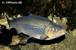 salmo trutta trutta salmo trutta trutta