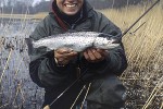 salmo trutta trutta salmo trutta trutta
