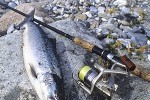 salmo trutta trutta salmo trutta trutta