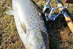 salmo trutta trutta salmo trutta trutta
