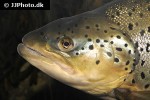 salmo trutta trutta salmo trutta trutta