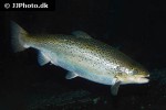 salmo trutta trutta salmo trutta trutta