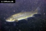 salmo trutta trutta salmo trutta trutta