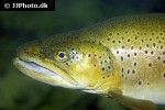 salmo trutta trutta salmo trutta trutta