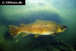 salmo trutta trutta salmo trutta trutta