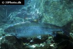 salmo trutta trutta salmo trutta trutta