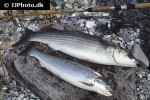 salmo trutta trutta salmo trutta trutta