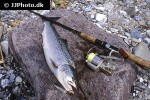 salmo trutta trutta salmo trutta trutta