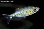 barilius ardens barilius ardens
