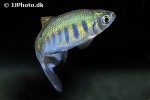 barilius ardens barilius ardens
