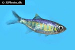 barilius ardens barilius ardens
