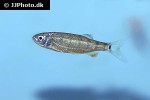 barilius cf dogarsinghi barilius cf dogarsinghi