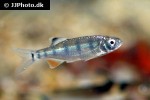 barilius cf dogarsinghi barilius cf dogarsinghi