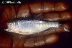 barilius gatensis barilius gatensis