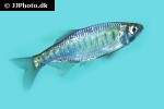 barilius gatensis barilius gatensis