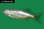 barilius infrafasciatus barilius infrafasciatus