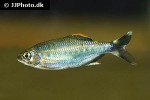 barilius malabaricus barilius malabaricus