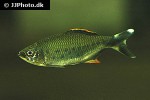barilius malabaricus barilius malabaricus