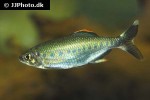 barilius malabaricus barilius malabaricus